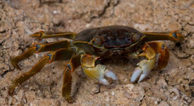 Grapsus albolineatus, Grapsidae familyasından bir kabuklu hayvan türüdür. Yengeç, kayalıklarda. Sina Yarımadası 'nın Hayvanı.