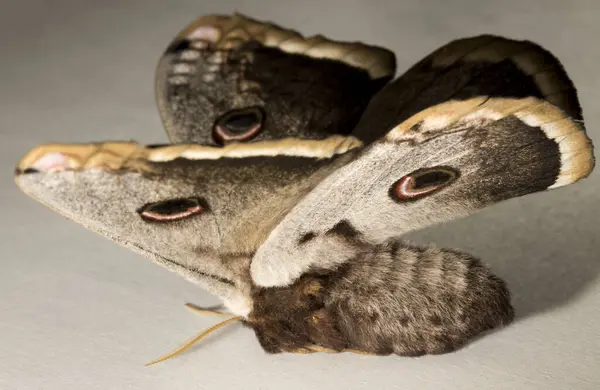 stock image Saturnia pyri, the giant peacock moth, great peacock moth, giant emperor moth or Viennese emperor, on a white background.