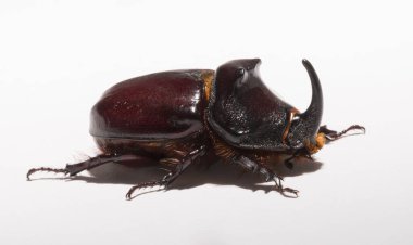 Avrupa gergedan böceği (Oryctes nasicornis), Dynastinae alt familyasına ait büyük bir uçan böcek türü. Imago, erkek bir böcek..