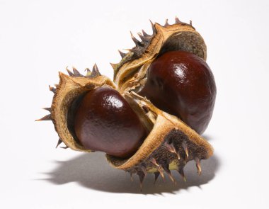 Beyaz arka planda kabuğu olan olgun at kestanesi meyveleri. Aesculus, buckeye.