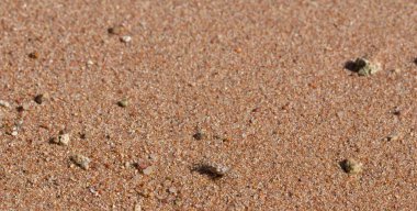 Kızıl Deniz 'in kıyı şeridi. Kum, çakıl taşı, mercan, fosil. Deniz temalı bir arkaplan.