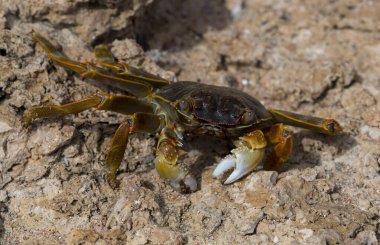 Grapsus albolineatus, Grapsidae familyasından bir kabuklu hayvan türüdür. Yengeç, kayalıklarda. Sina Yarımadası 'nın Hayvanı.