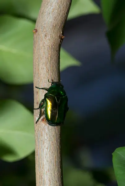 stock image Cetonia aurata, called the rose chafer or the green rose chafer.