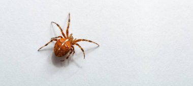 Örümcek türü Araneus diadematus yaygın olarak Avrupa bahçe örümceği, çapraz örümceği, diyabet örümceği, portakal, çapraz örümcek ve taç takan örümcektir..