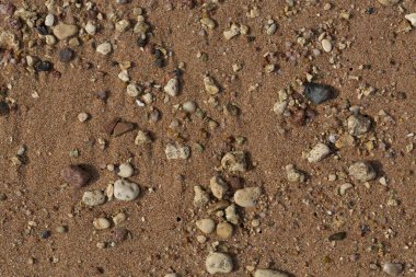 Kızıl Deniz 'in kıyı şeridi. Kum, çakıl taşı, mercan, fosil. Deniz temalı bir arkaplan.