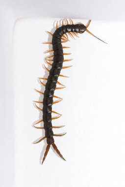 Scolopendra cingulata, also known as Megarian (Mediterranean) banded centipede. clipart