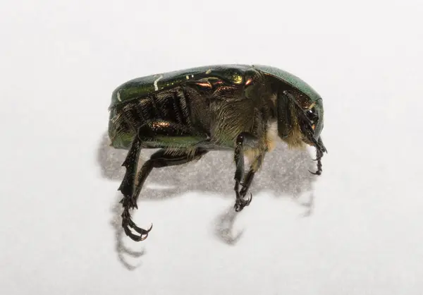 stock image Cetonia aurata, called the rose chafer or the green rose chafer.