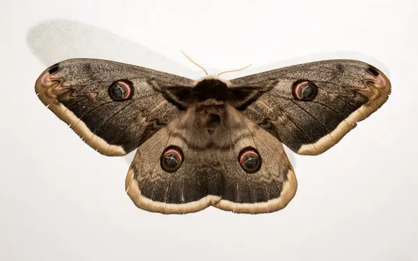 stock image Saturnia pyri, the giant peacock moth, great peacock moth, giant emperor moth or Viennese emperor, on a white background.