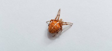 Örümcek türü Araneus diadematus yaygın olarak Avrupa bahçe örümceği, çapraz örümceği, diyabet örümceği, portakal, çapraz örümcek ve taç takan örümcektir..