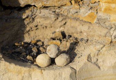 Kum taşına gömülü küresel betonlar. Jeolojik oluşumlar.