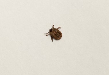 Ixodes ricinus, the castor bean tick, is a chiefly European species of hard-bodied tick. Female. clipart