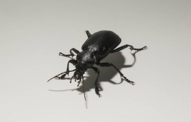 Carabus bessarabicus, Carabidae familyasından bir böcek türü..