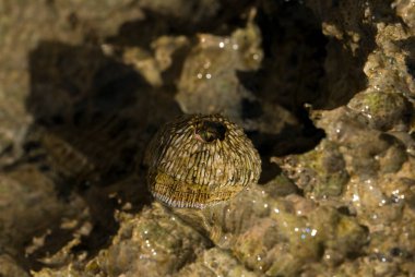 Tetraclita squamosa, bu midye. Balanus (Balanomorpha), Kabukgiller (Balanidae) familyasından bir midye cinsidir..