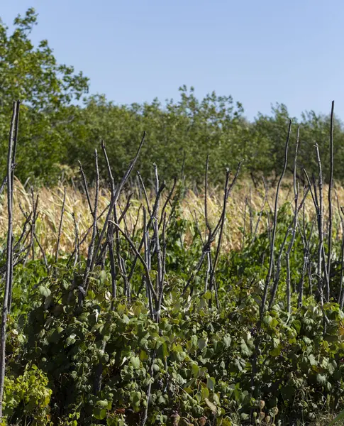 stock image The ancient method of growing grapes in the north of Moldova. Antique technology.