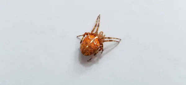 stock image The spider species Araneus diadematus is commonly called the European garden spider, cross orbweaver, diadem spider, orangie, cross spider, and crowned orb weaver.On a white background.