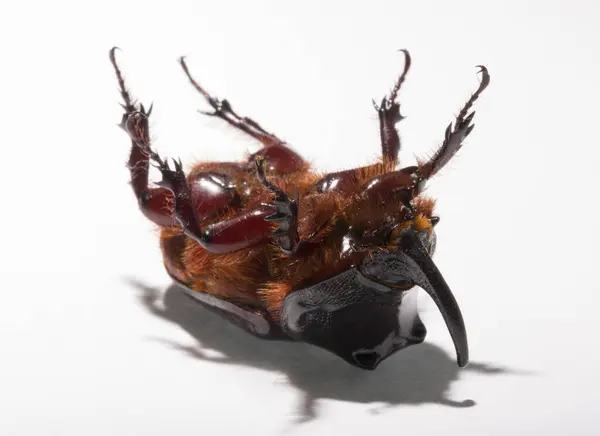 stock image European rhinoceros beetle (Oryctes nasicornis) is a large flying beetle belonging to the subfamily Dynastinae. Imago, a male insect.