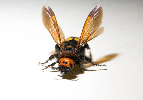 stock image The mammoth wasp (Megascolia maculata) is a species of wasp belonging to the family Scoliidae in the order Hymenoptera. Scolia Female.