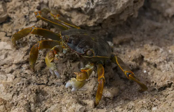 stock image Grapsus albolineatus is a species of decapod crustacean in the family Grapsidae. Crab, on a reef rock. Fauna of the Sinai Peninsula.