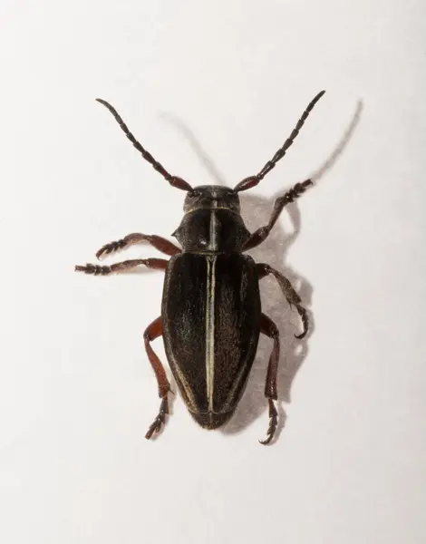 stock image Dorcadion tauricum is a species of beetle in the family Cerambycidae.