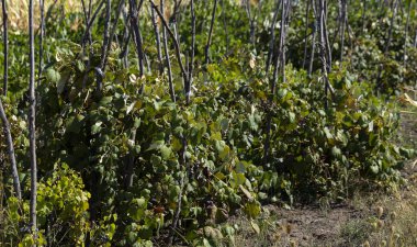 Moldova 'nın kuzeyinde eski üzüm yetiştirme yöntemi. Antika teknolojisi.
