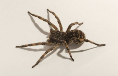 Lycosa is a genus of wolf spiders. (Lycosa singoriensis). Aggressive female insect on a white background.