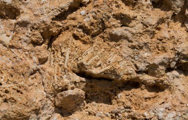 Kızıl Deniz 'in fosil mercanları. Taşa dönüşmüş antik yaratıklar. Resif mercanları.