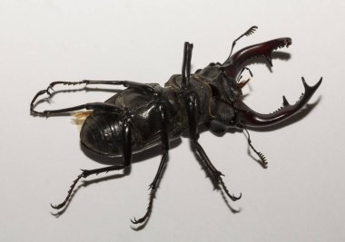 Lucanus cervus, kedigiller (Lucanidae) familyasından bir kuş türü. İmago, erkek bir böcek, beyaz bir arka plan.