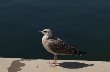 Avrupa martı (Larus argentatus). Deniz kenarındaki kumsalda genç bir su kuşu. Piliç.