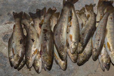 Karadeniz somonu. Salmo trutta labrax. Bulgaristan 'ın dağlık derelerinde balık tutmak. Yerde bir sürü balık..
