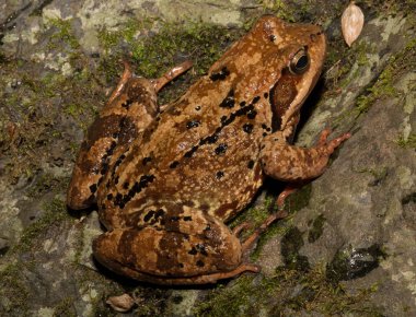 Genel kurbağa ya da çim kurbağası (Rana temporaria). Balkan ormanındaki bir derede sürüngen..