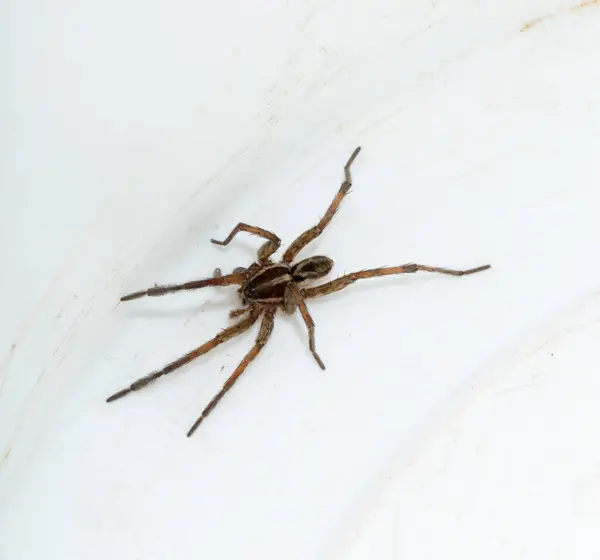 Stock image Hogna radiata is a species of wolf spider. A male insect with seven legs.