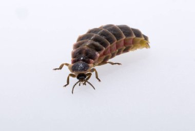 Lampyridae Lampyris noctiluca the common glow-worm Europe. Female Firefly. clipart