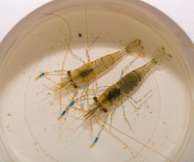 Palemon elegans, Palemonidae familyasından Palemonidae familyasından bir karides türü..