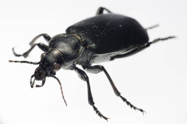 Carabus bessarabicus, Carabidae familyasından bir böcek türü..