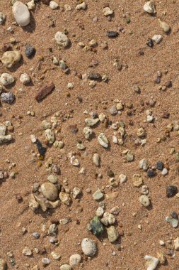 Kızıl Deniz 'in kıyı şeridi. Kum, çakıl taşı, mercan, fosil. Deniz temalı bir arkaplan.