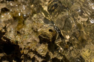 Tetraclita squamosa, bu midye. Balanus (Balanomorpha), Kabukgiller (Balanidae) familyasından bir midye cinsidir..