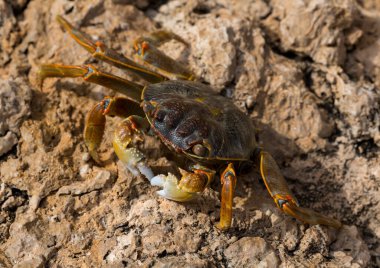 Grapsus albolineatus, Grapsidae familyasından bir kabuklu hayvan türüdür. Yengeç, kayalıklarda. Sina Yarımadası 'nın Hayvanı.