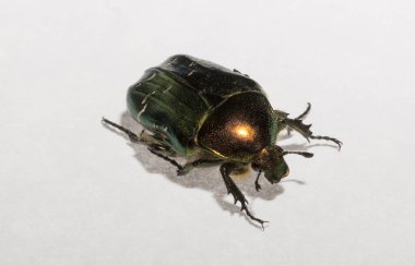 Cetonia aurata, called the rose chafer or the green rose chafer. clipart