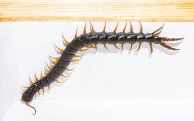 Scolopendra cingulata, Megarian (Akdeniz) olarak da bilinir..