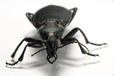 Carabus bessarabicus, Carabidae familyasından bir böcek türü..
