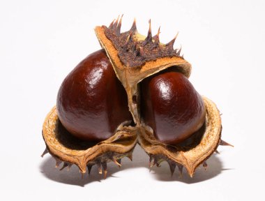 Beyaz arka planda kabuğu olan olgun at kestanesi meyveleri. Aesculus, buckeye.
