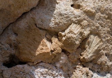 Kızıl Deniz 'in fosil mercanları. Taşa dönüşmüş antik yaratıklar. Resif mercanları.