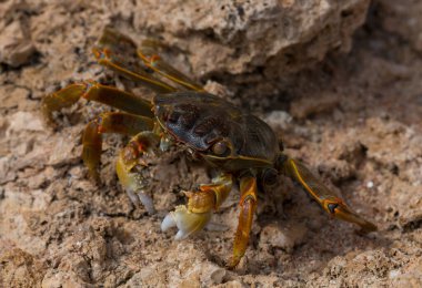 Grapsus albolineatus, Grapsidae familyasından bir kabuklu hayvan türüdür. Yengeç, kayalıklarda. Sina Yarımadası 'nın Hayvanı.