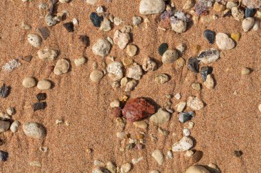Kızıl Deniz 'in kıyı şeridi. Kum, çakıl taşı, mercan, fosil. Deniz temalı bir arkaplan.