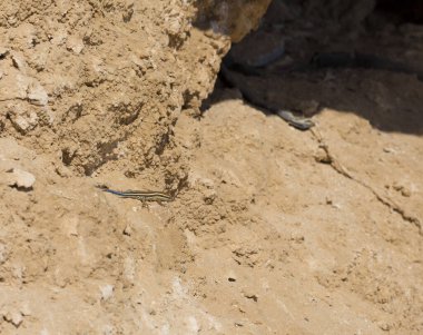 Trachylepis quinquetaeniata scharica - beş çizgili mabuya, gökkuşağı skink. Bir kadın. Sina Yarımadası 'nın Hayvanı.