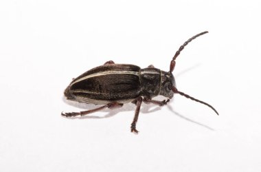 Dorcadion tauricum is a species of beetle in the family Cerambycidae. clipart