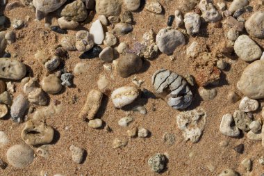 Kızıl Deniz 'in kıyı şeridi. Kum, çakıl taşı, mercan, fosil. Deniz temalı bir arkaplan.
