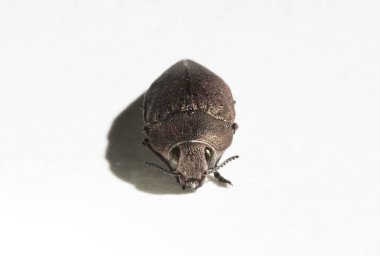 Perotis lugubris, Bupreida familyasından bir böcek cinsidir. Böcek bir parazittir..