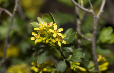 Ribes aureum, bilinen adıyla Altın frenk üzümü, karanfil üzümü, pruterberry ve buffalo üzümü. Çalı dalında sarı çiçekler.