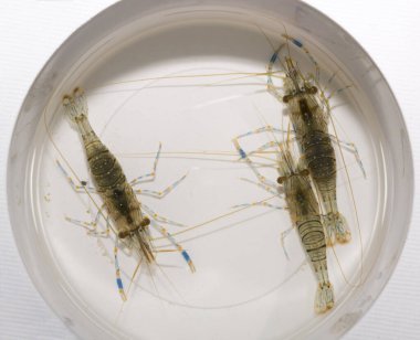 Palemon elegans, Palemonidae familyasından Palemonidae familyasından bir karides türü..